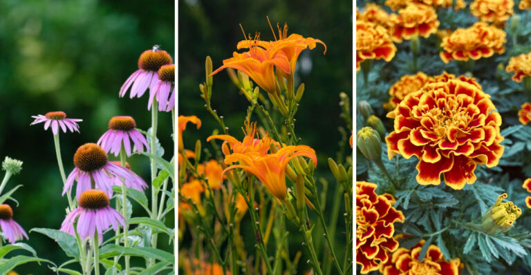 The Best Low-Maintenance Flowers For Busy Gardeners
