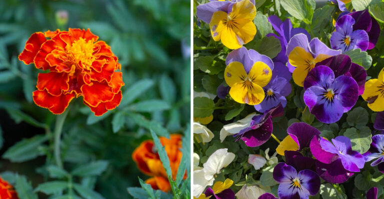 The Best Low-Maintenance Flowers For Container Gardens