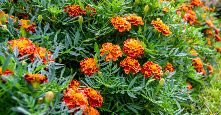 The Best Marigold Varieties For Pest Control In California Gardens
