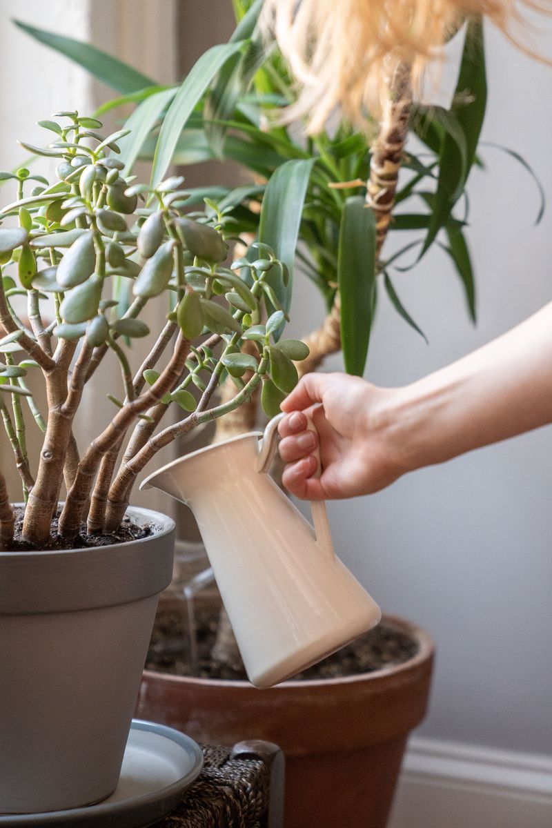 The Best Morning Hours To Water Container Plants
