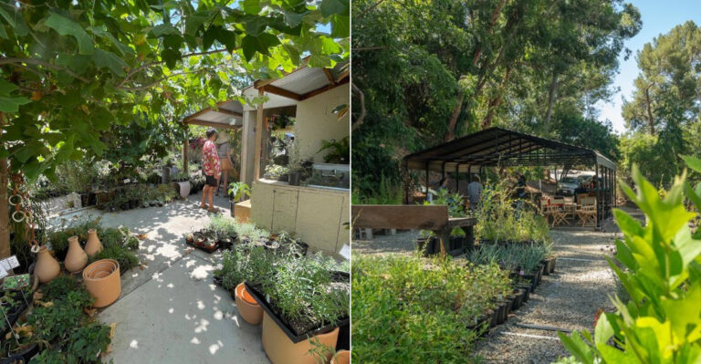 The Best Native Plant Nurseries In South California Worth Driving To
