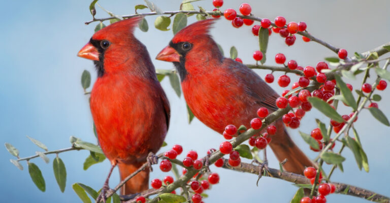 The Best Native Texas Plants For Attracting Cardinals