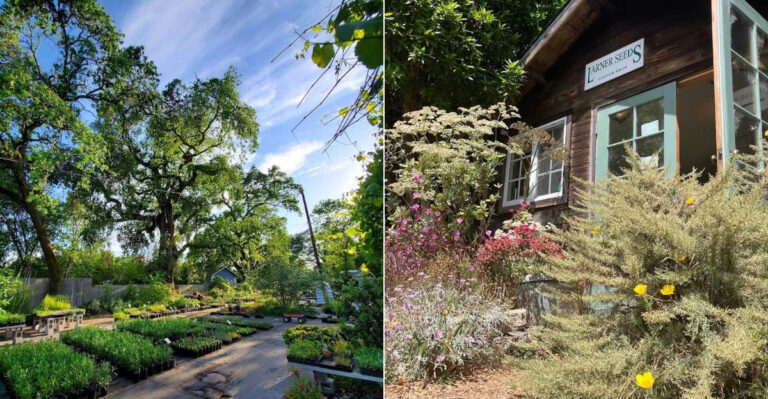 The Best Northern California Native Plant Nurseries Worth The Drive This Summer