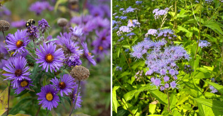 new england aster and blue mistflower