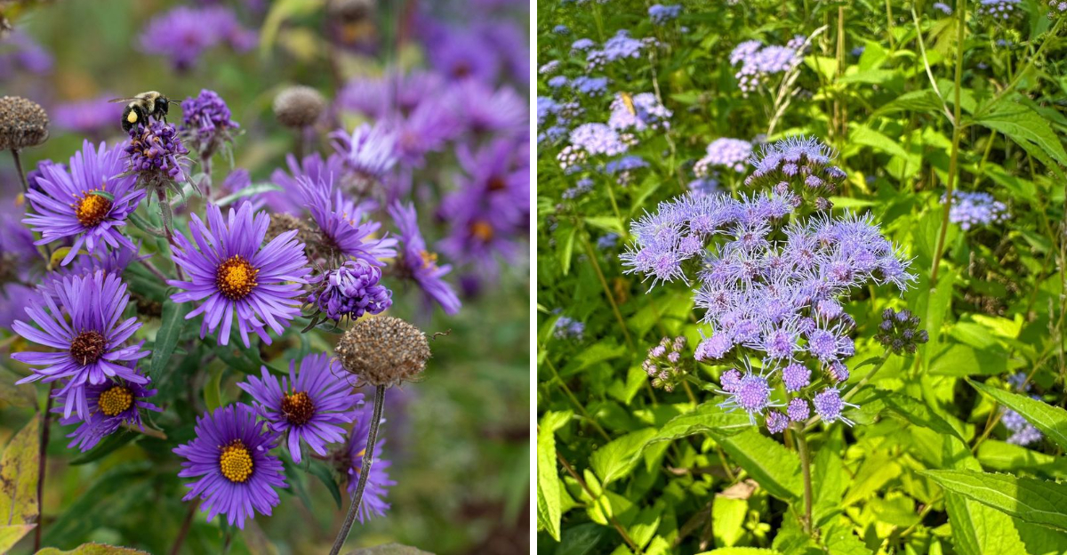 new england aster and blue mistflower