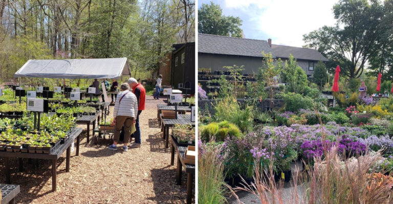 The Best Pennsylvania Nurseries For Native Edible Plants Worth Driving To Before Fall Planting Season