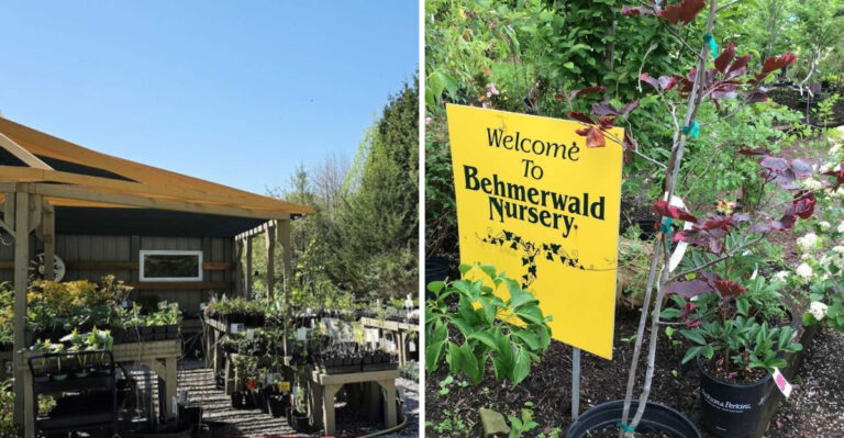 The Best Pennsylvania Nurseries For Native Fruit Trees Worth Planning A Full Day Trip Around
