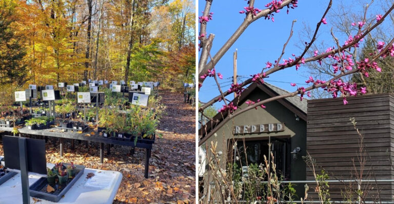 The Best Pennsylvania Nurseries For Native Trees You Will Almost Never Find Anywhere Else Worth The Drive