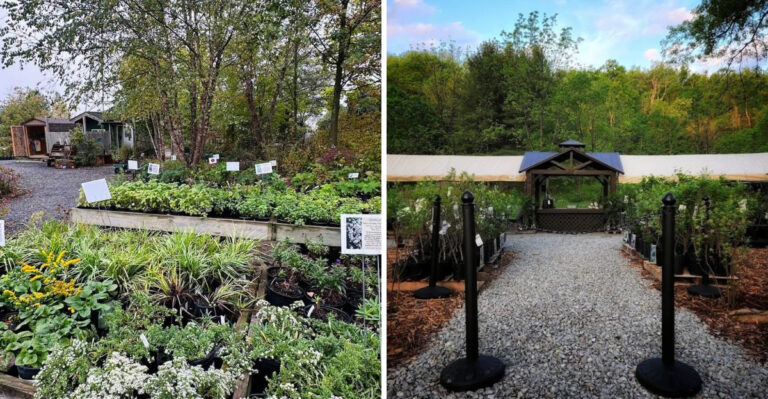 The Best Pennsylvania Nurseries For Native Woodland Plants Worth Seeking Out Before They Sell Out