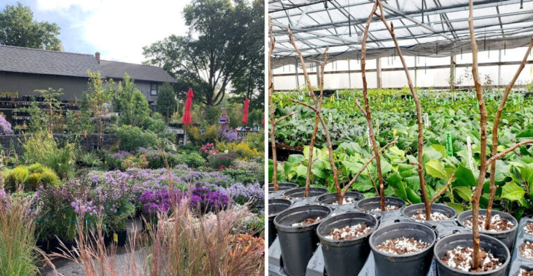 The Best Pennsylvania Nurseries For Rare And Unusual Native Plants Worth Driving To