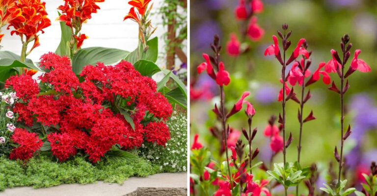 The Best Plants For Arizona’s East-Facing Garden Beds In Summer