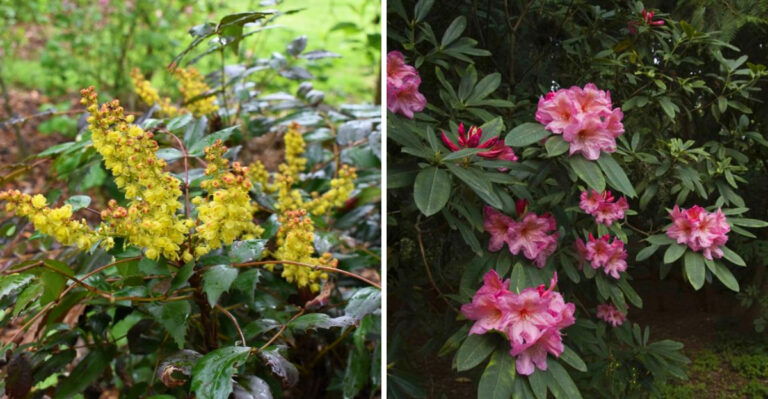 The Best Plants That Thrive Under Pine Trees In Oregon