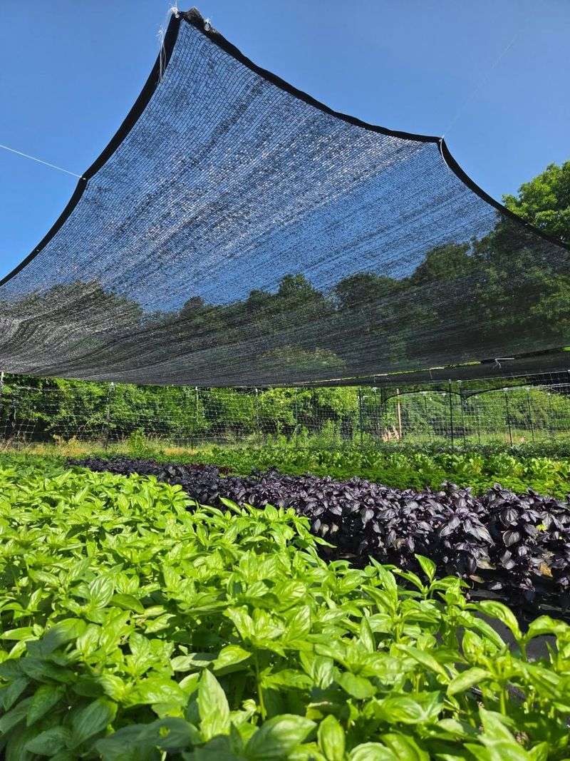 The Best Shade Cloth Depends On The Plant The Best Shade Cloth Depends On The Plant