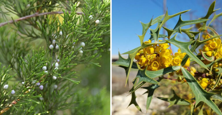 eastern red cedar and agarita
