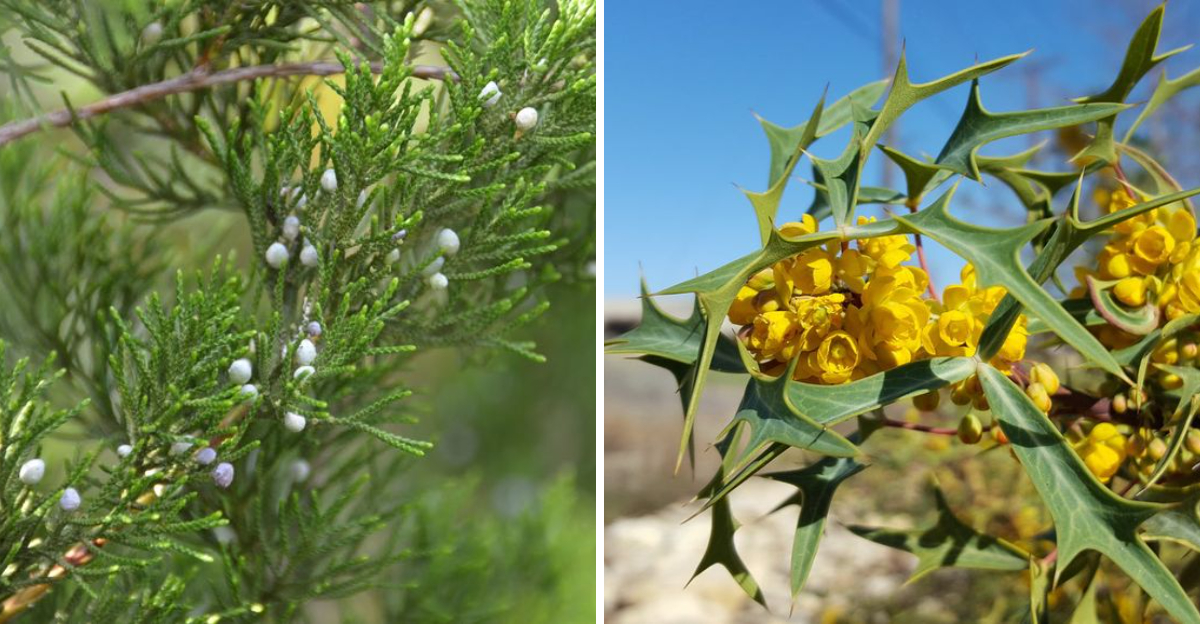 eastern red cedar and agarita