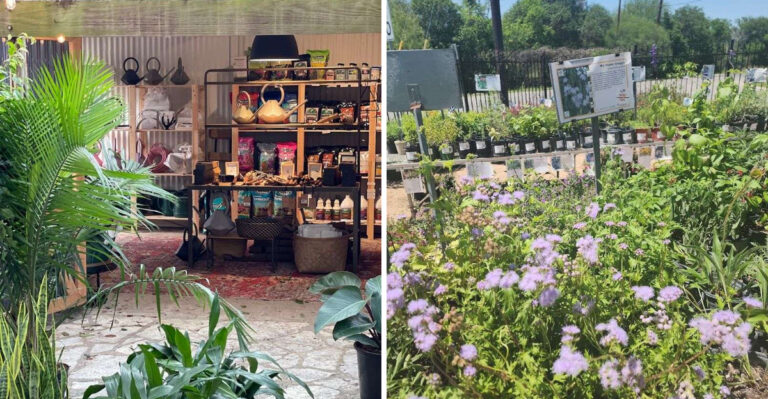 The Best Texas Nurseries For Drought Tolerant Natives Worth Visiting Before Current Water Restrictions Get Worse