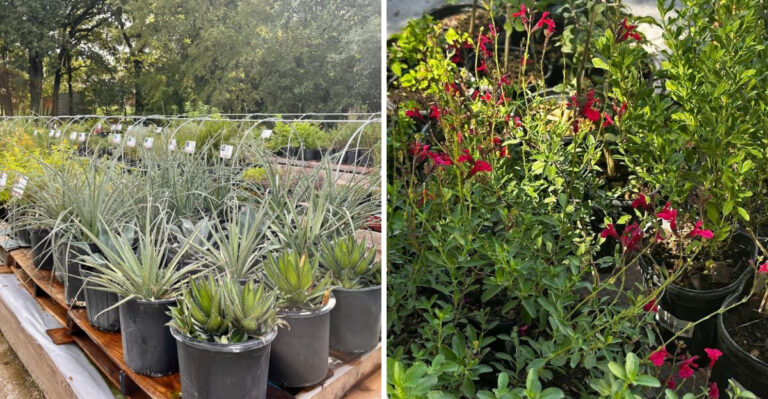 The Best Texas Nurseries For Native Trees You Will Almost Never Find Anywhere Else Worth The Drive