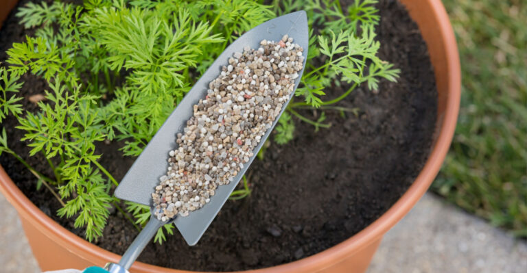 The Best Time Of Day To Fertilize Container Plants In Michigan Without Burning The Roots