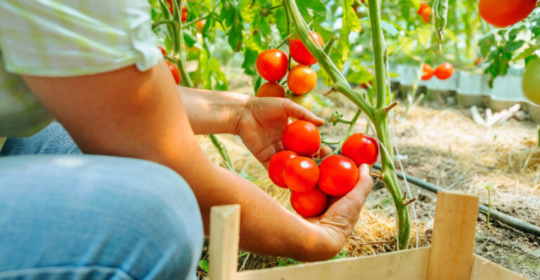 tomato harvest