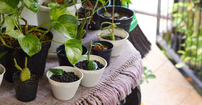 The Best Time Of Day To Move Houseplants Outdoors In Michigan Once Summer Heat Arrives