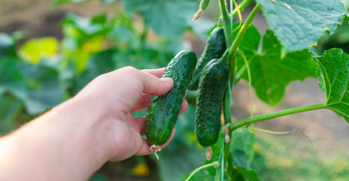 picking cucumbers