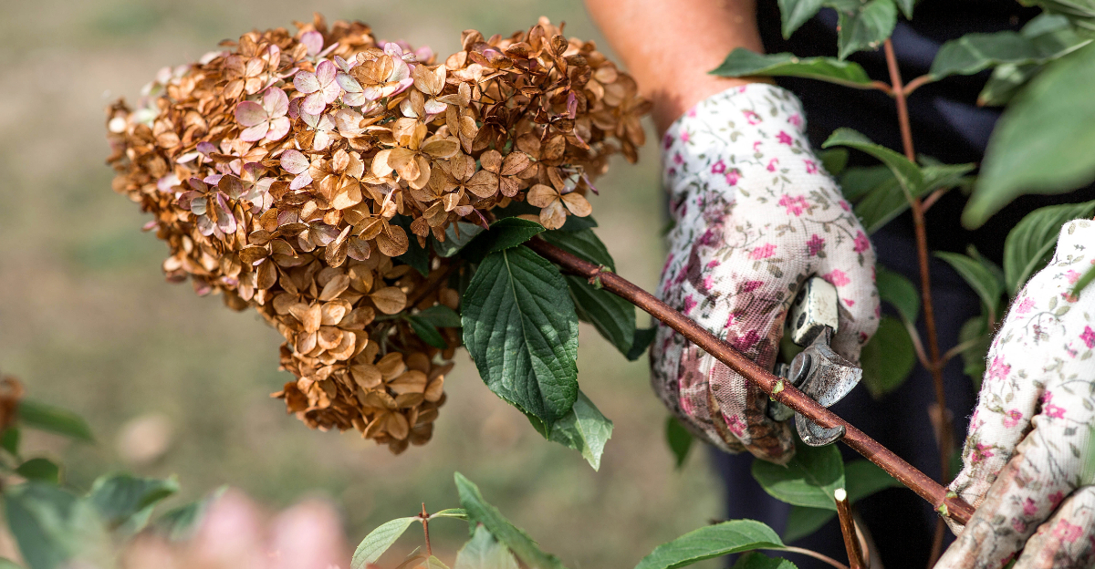 cutting hydrangea