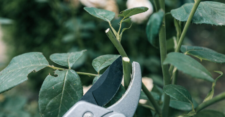 trimming roses