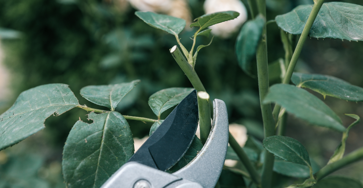 trimming roses