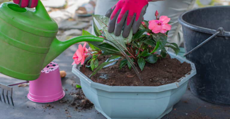 watering plants (featured image)
