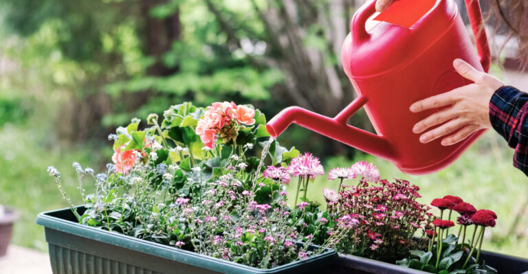 The Best Time Of Day To Water Container Plants In Wisconsin During Heat Spikes