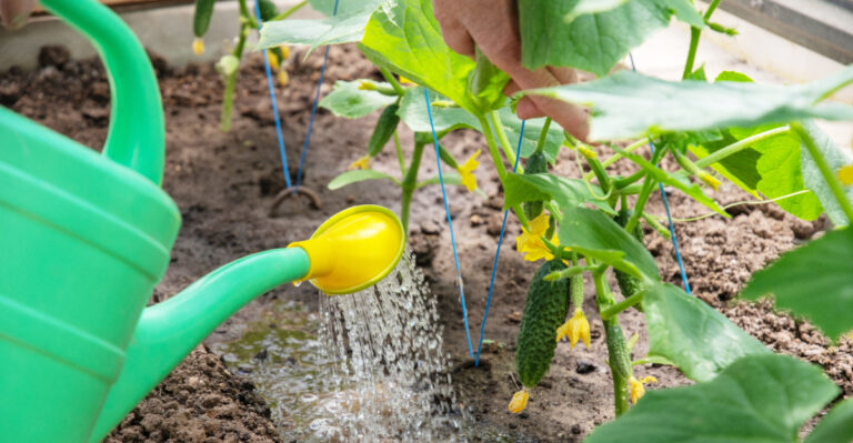 watering cucumbers