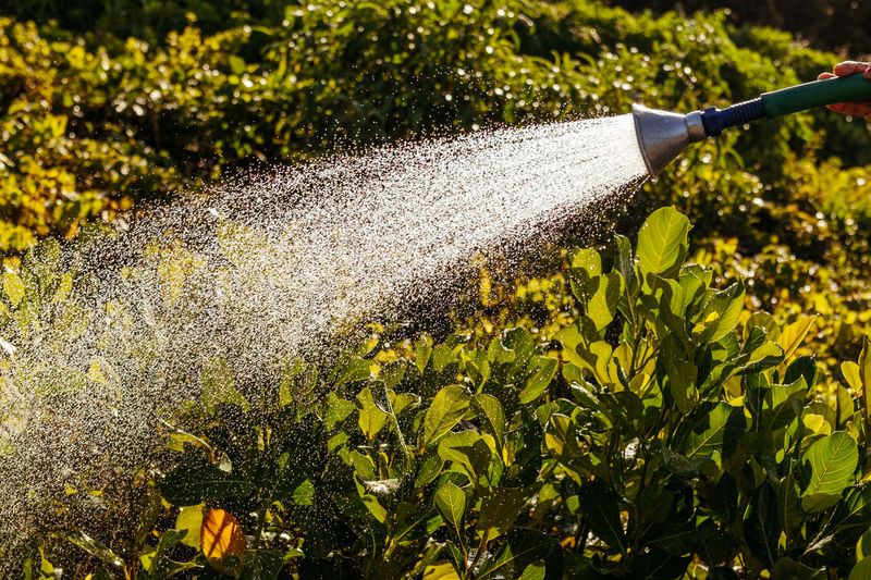 The Best Time Of Day To Water During Warnings The Best Time Of Day To Water During Warnings