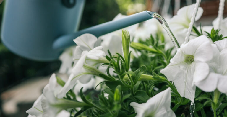 The Best Time Of Day To Water Hanging Baskets In Michigan So They Survive The Afternoon Sun