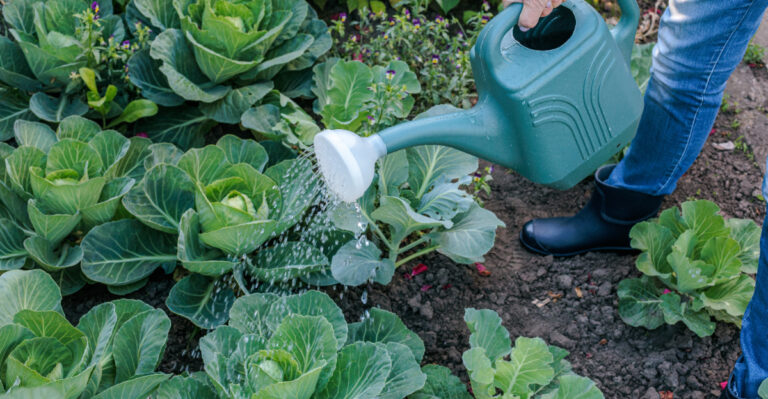 watering garden