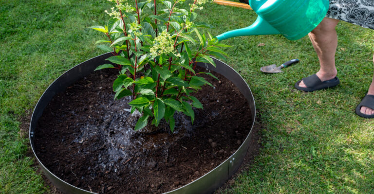 watering newly planted shrub