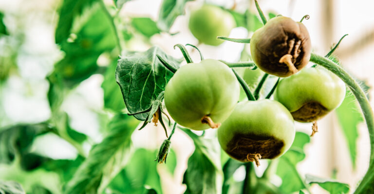 The Best Time Of Day To Water Tomatoes In Maryland To Prevent Blossom End Rot