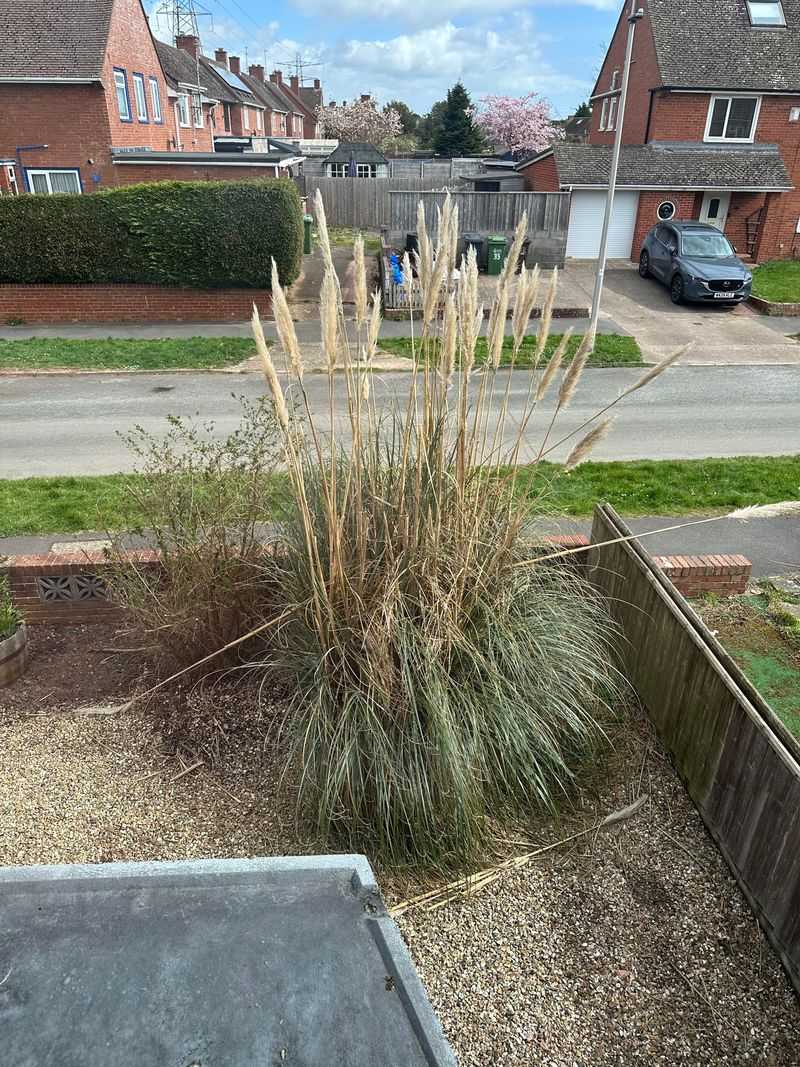 The Best Time To Remove Established Clumps The Best Time To Remove Established Clumps