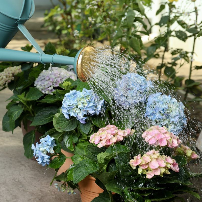 The Best Time To Water Hydrangeas Instead The Best Time To Water Hydrangeas Instead