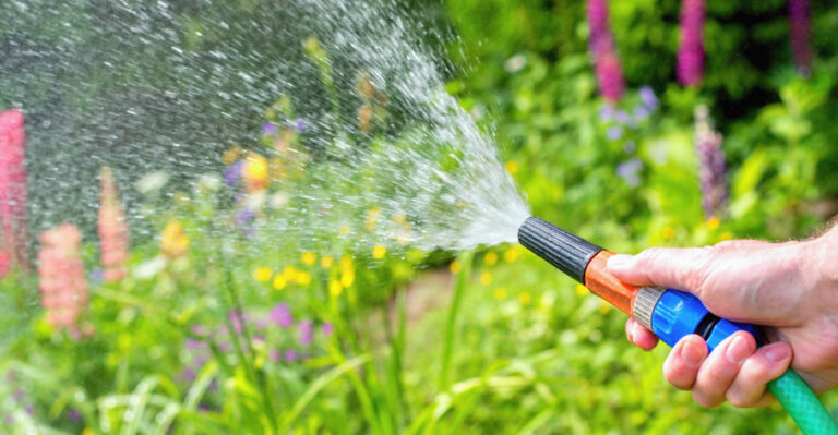 The Best Time To Water Plants During A Kentucky Heat Wave