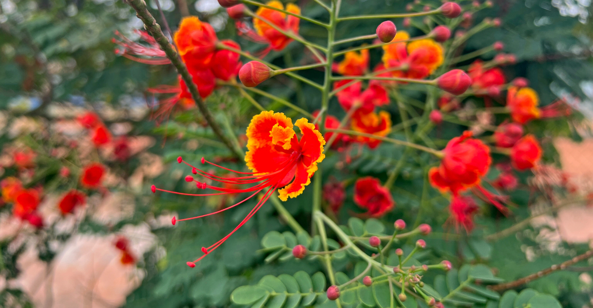 Red Bird Of Paradise (featured image)