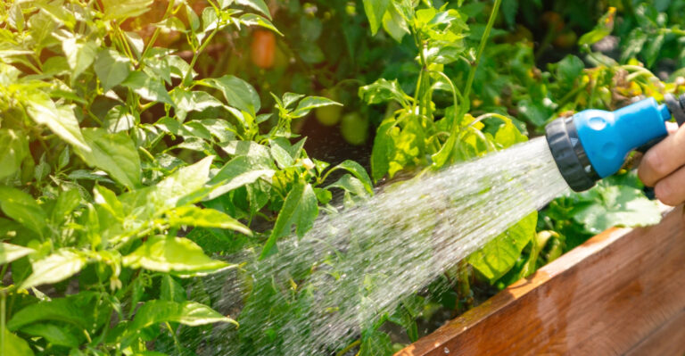 The Best Time To Water Your Missouri Garden During A Heat Wave