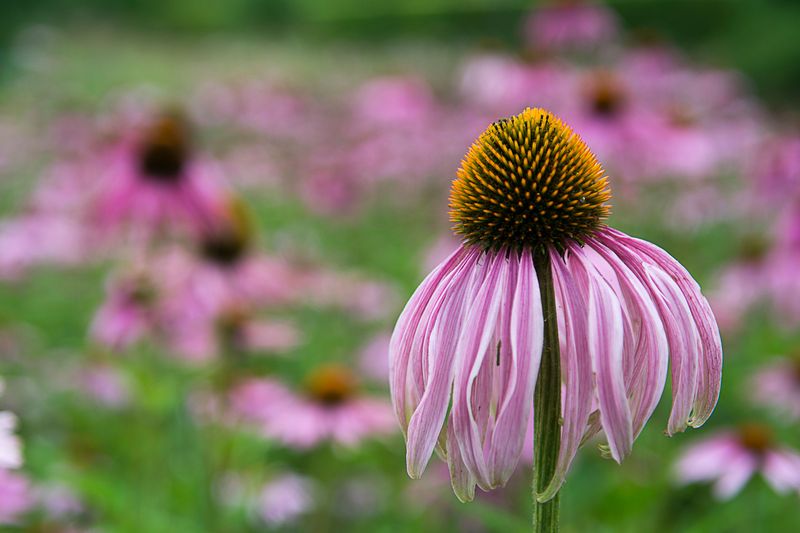The Best Timing For Removing Spent Coneflower Blooms The Best Timing For Removing Spent Coneflower Blooms