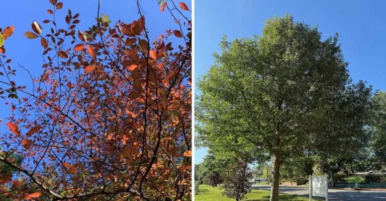 The Best Trees To Plant In Heavy Clay Soil In Georgia