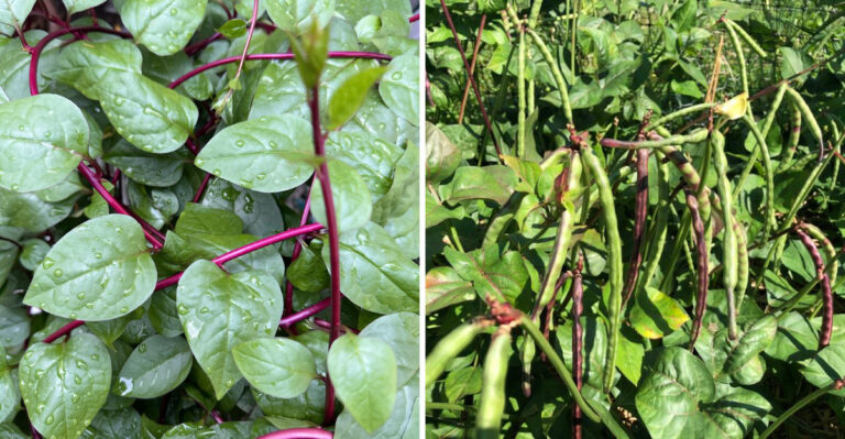 The Best Vegetables To Grow In Raised Beds In Arizona Heat