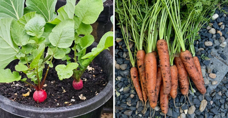 The Best Vegetables To Plant In Georgia Before August Begins
