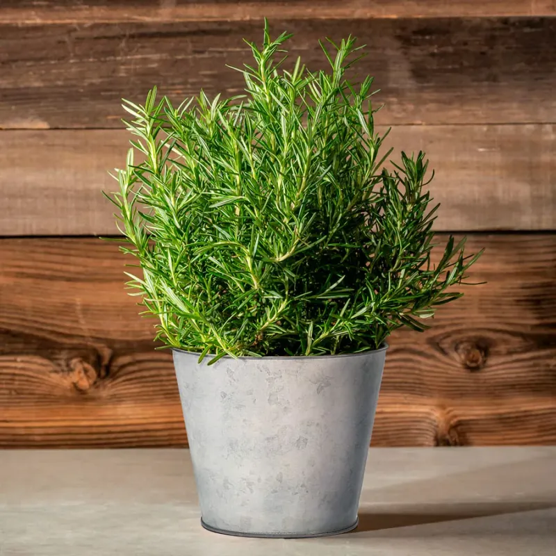 The Best Way To Grow Rosemary In Porch Pots The Best Way To Grow Rosemary In Porch Pots