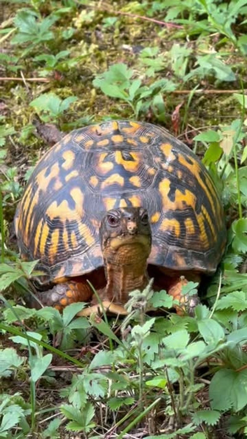 The Best Way To Help Is To Let Them Forage Naturally The Best Way To Help Is To Let Them Forage Naturally