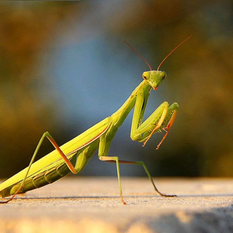 The Best Way To Use Mantises Against Lanternflies The Best Way To Use Mantises Against Lanternflies