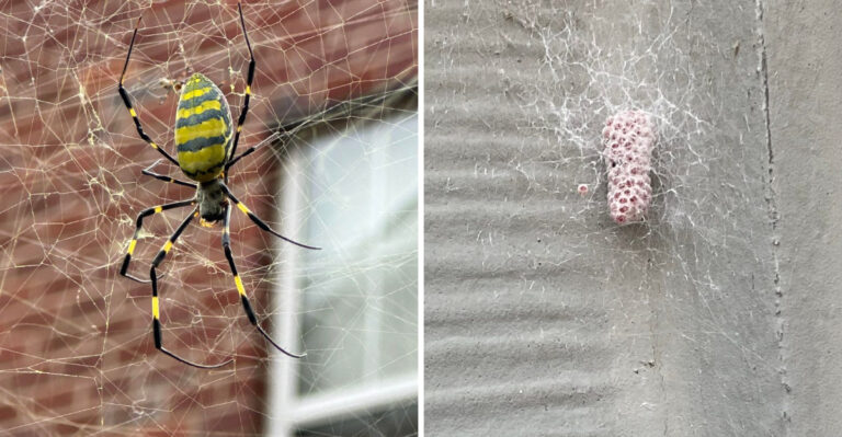 The Biggest Mistake To Avoid If You Spot A Joro Spider In Georgia