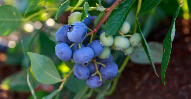 The Biggest Mistakes California Gardeners Make With Blueberries In Summer